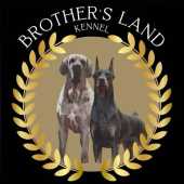 Canil Brothers Land - cod 1341